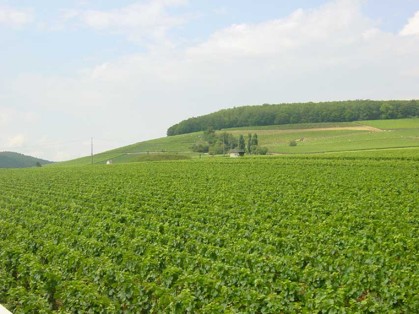 escapade a aloxe corton - les vignes de corton et de pernand vergelesse